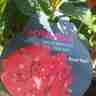 Hydrangea macrophylla `Royal Red` (Hortensja ogrodowa)