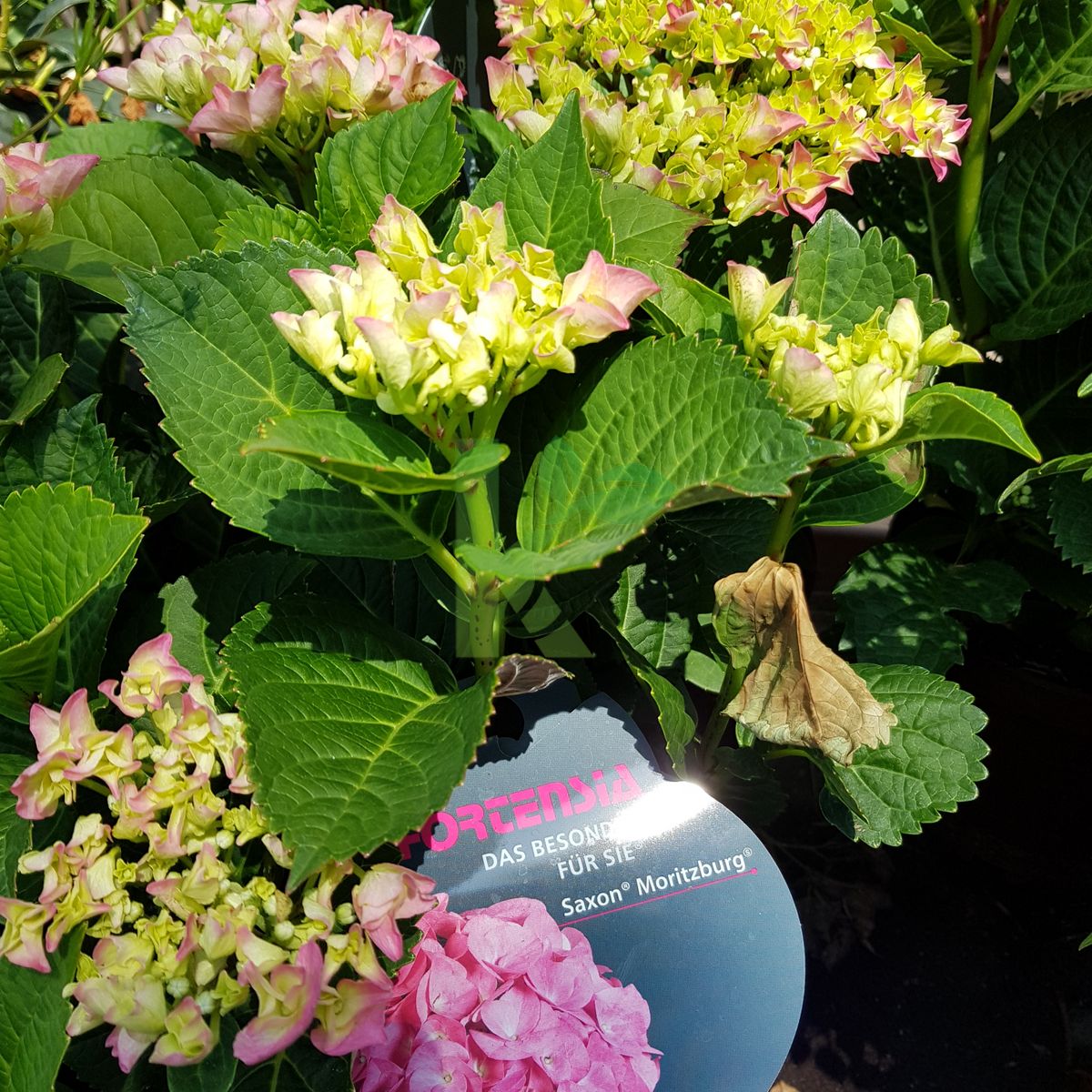 Hydrangea macrophylla `Saxon Moritzburg` (Hortensja ogrodowa)