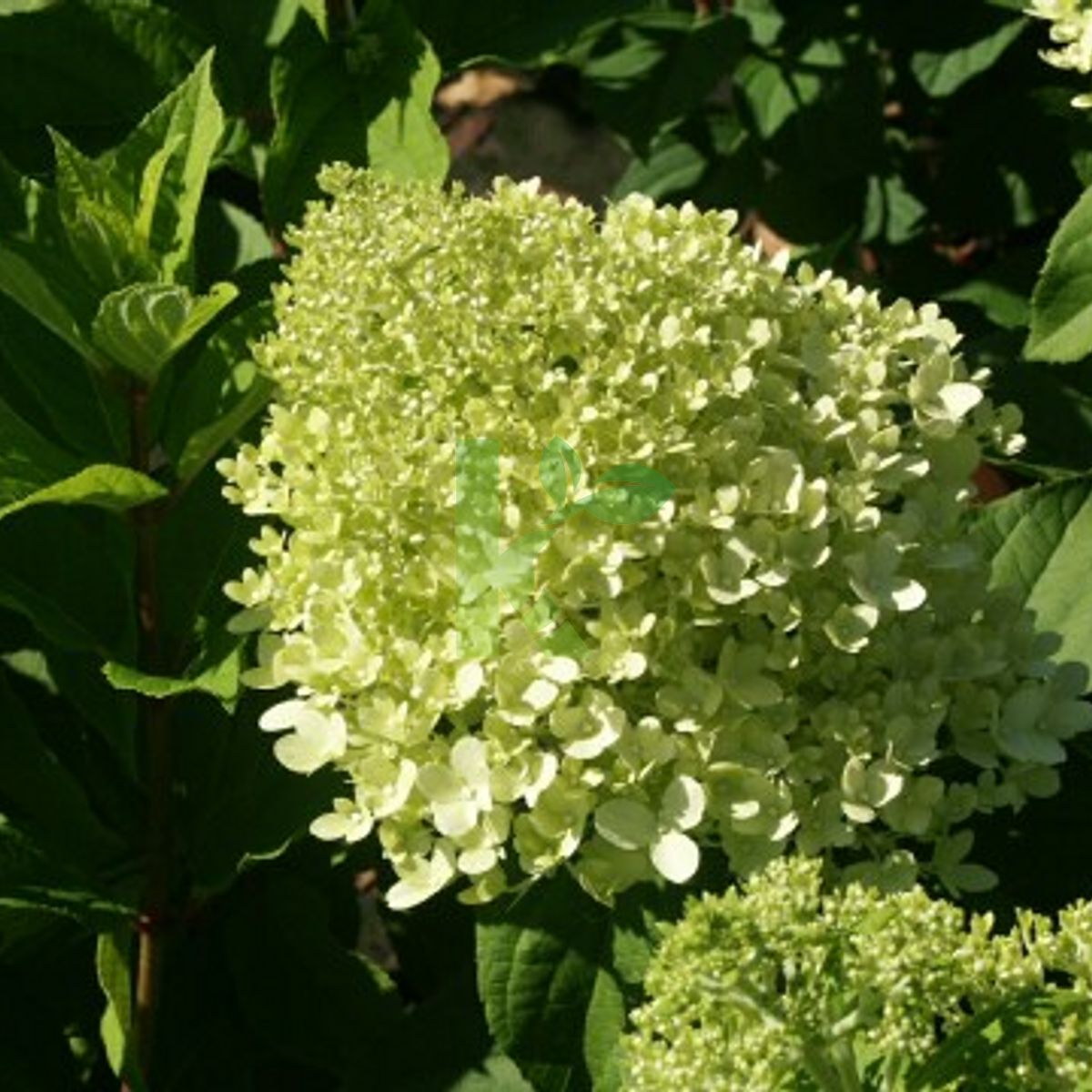 Hydrangea paniculata `Limelight` (Hortensja bukietowa)