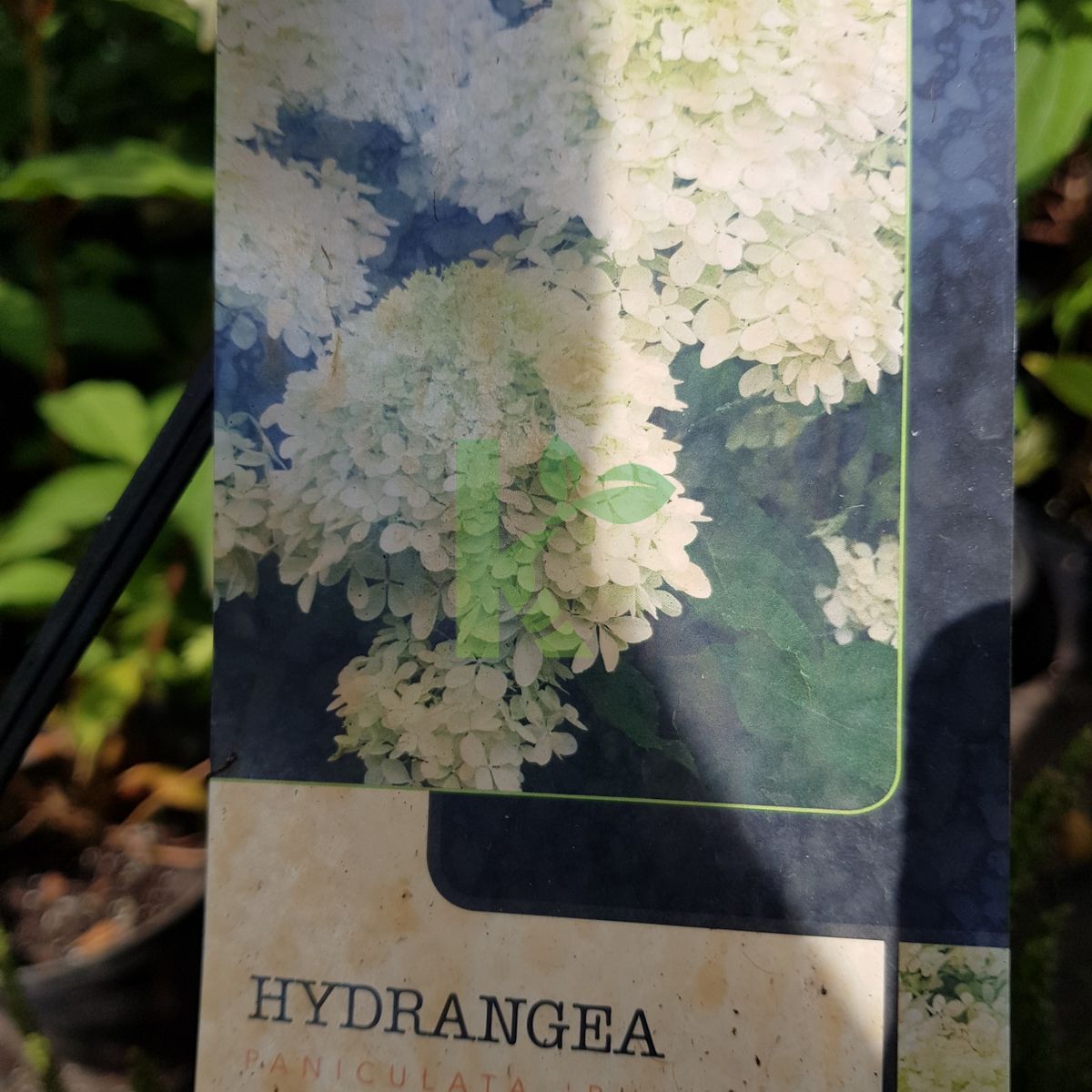 Hydrangea paniculata `Phantom` (Hortensja bukietowa)