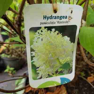 Hydrangea paniculata `Rastede` (Hortensja bukietowa)