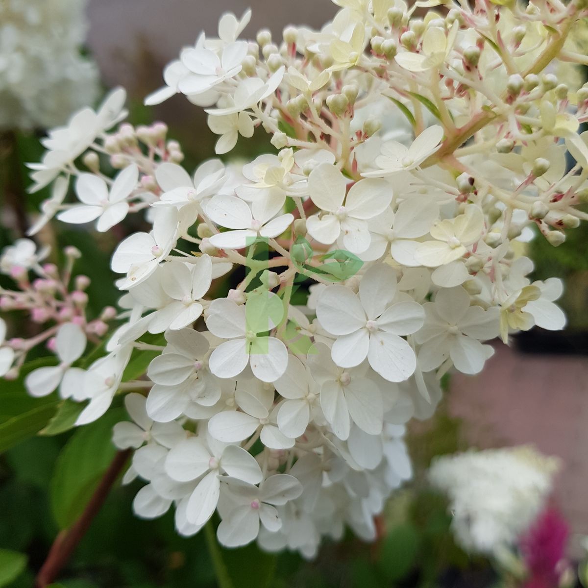 Hydrangea paniculata `Vanille-Fraise` (Hortensja bukietowa)