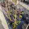 Hydrangea petiolaris (Hortensja pnąca)
