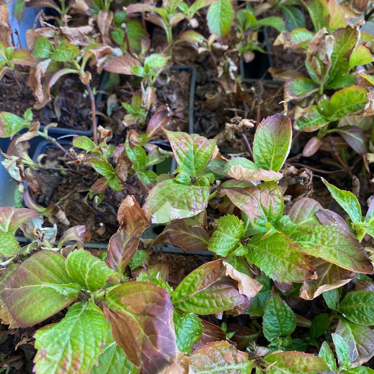 Hydrangea serrata `Bluebird` (Hortensja piłkowana)