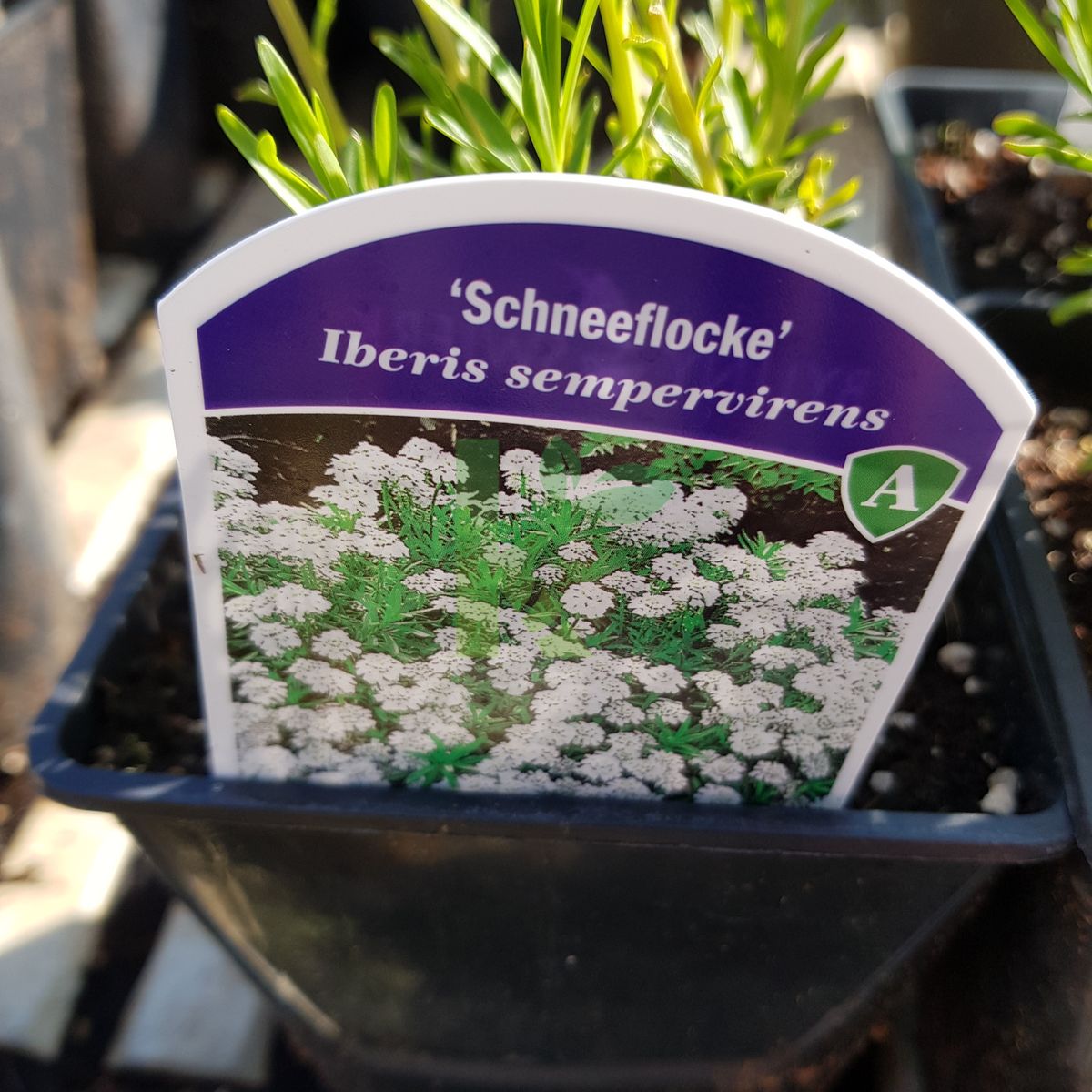 Iberis sempervirens `Schneeflocke` (Ubiorek wiecznie zielony)