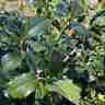 Ilex meserveae `BLUE MAID` (Ostrokrzew Meservy)