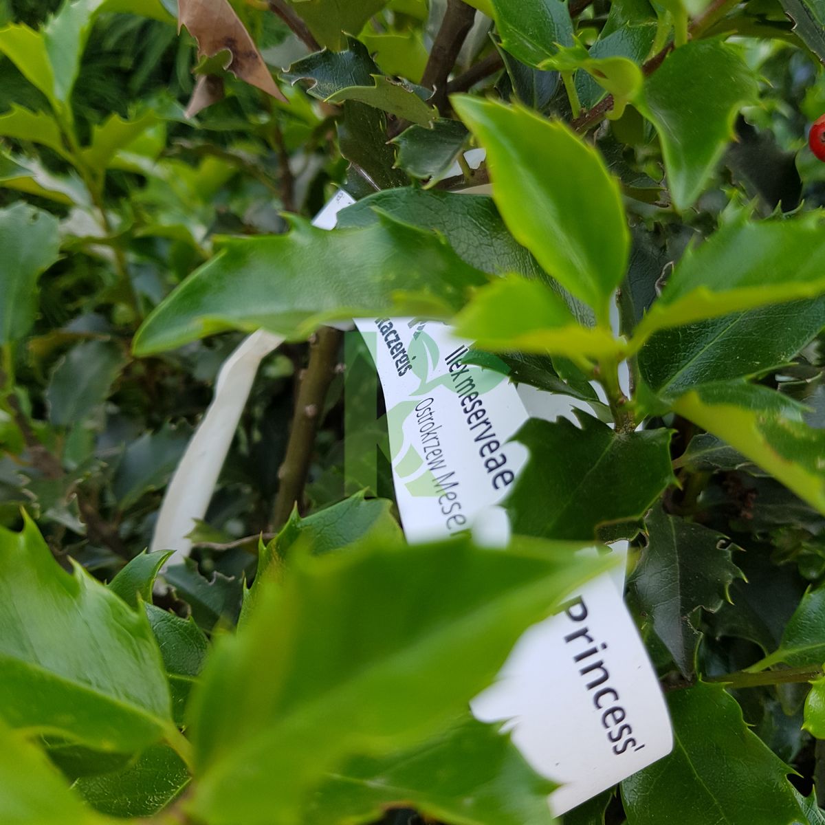 Ilex meserveae `Blue Princess` (Ostrokrzew Meservy)