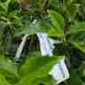 Ilex meserveae `Blue Princess` (Ostrokrzew Meservy)