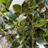 Ilex meserveae `Heckenfee` (Ostrokrzew Meservy)