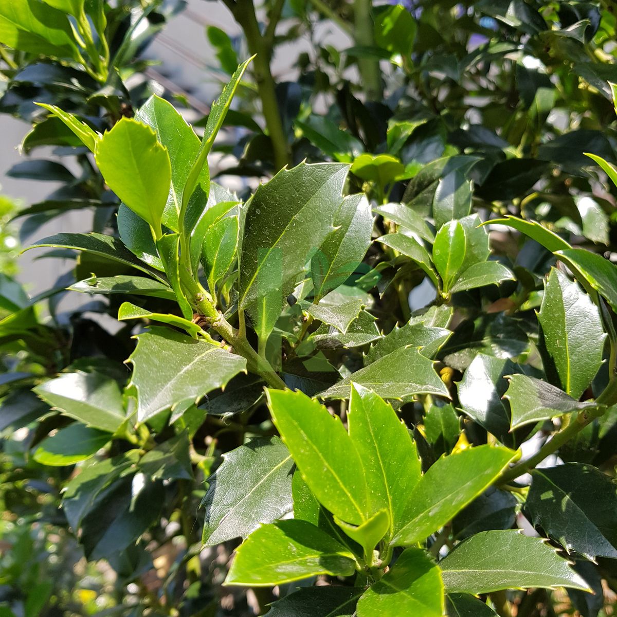 Ilex meserveae `Heckenpracht` (Ostrokrzew Meservy)