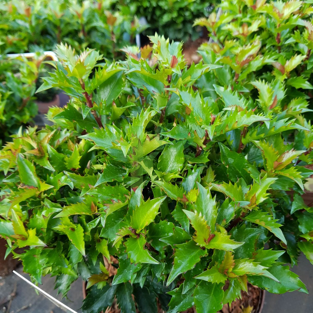 Ilex meserveae `Little Rascal` (Ostrokrzew Meservy)