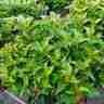 Ilex meserveae `Little Rascal` (Ostrokrzew Meservy)