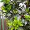 Ilex meserveae `Winterglanz` (Ostrokrzew Meservy)