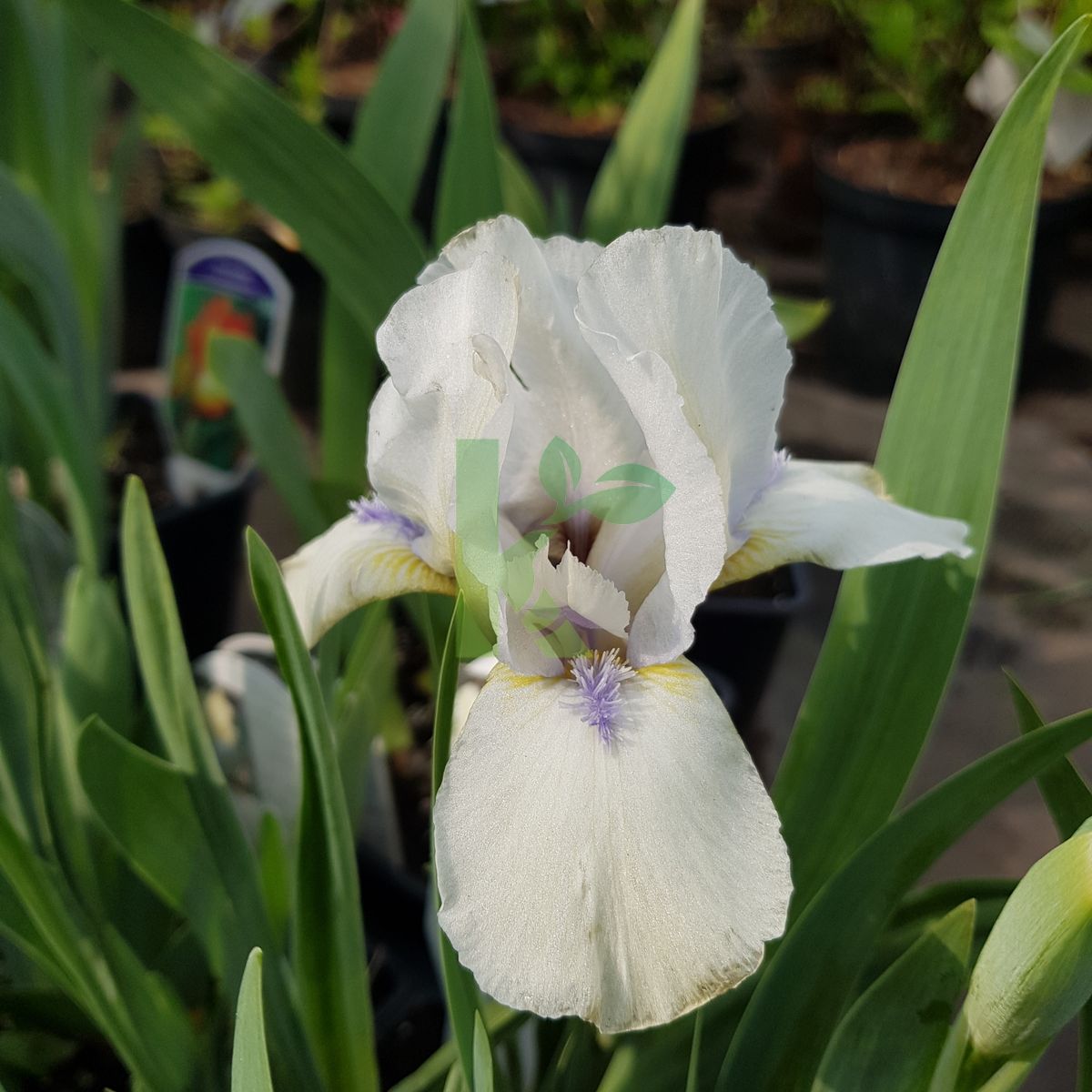 Iris barbata `Buttered Popcorn` (Kosaciec niski)