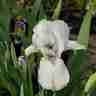 Iris barbata `Buttered Popcorn` (Kosaciec niski)