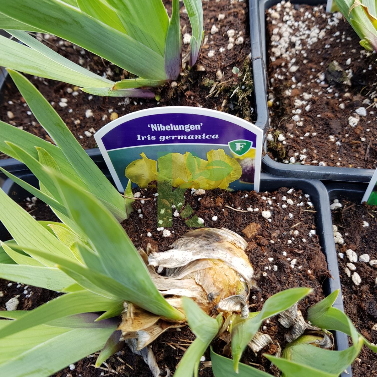 Iris germanica `Nibelungen` (Kosaciec bródkowy)