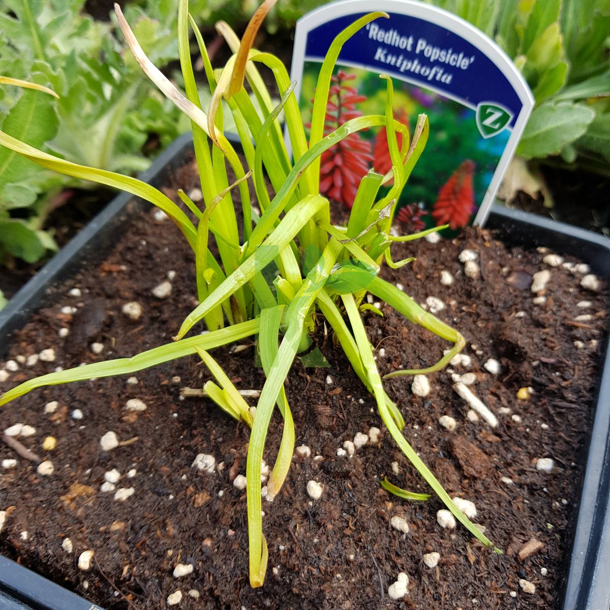 Kniphofia `Redhot Popsicle` (Trytoma)