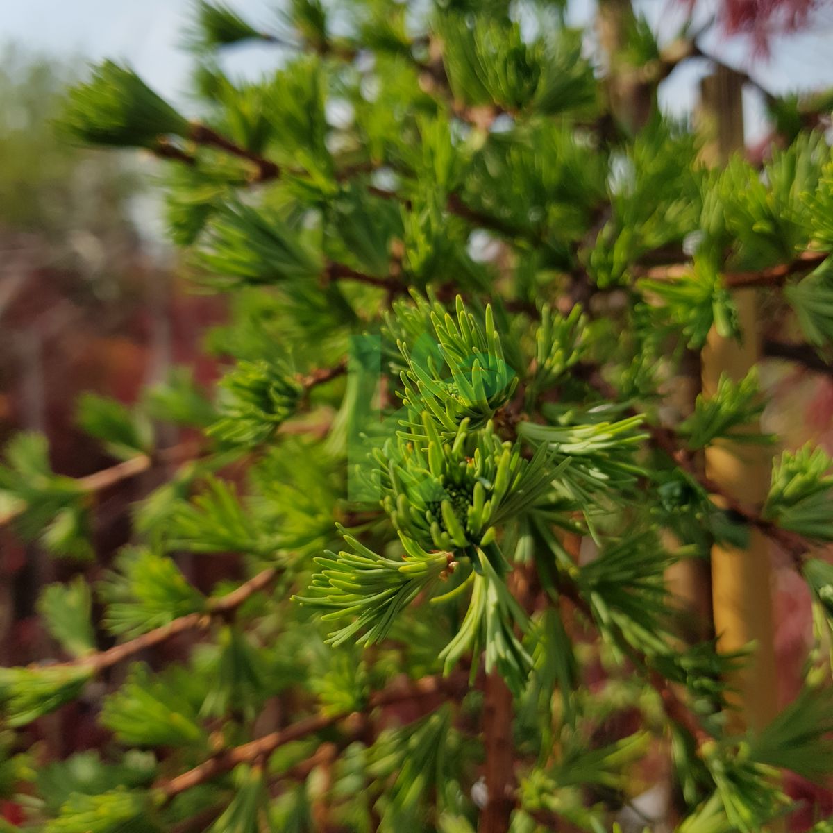 Larix kaempferi `Stiff Weeper` (Modrzew japoński)