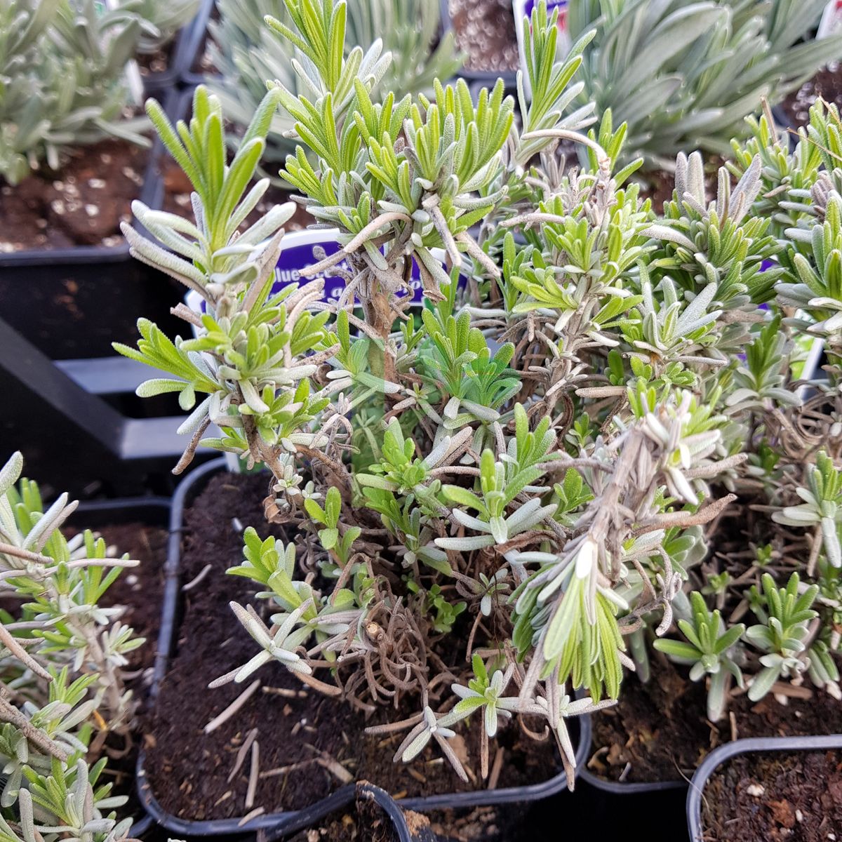 Lavandula angustifolia `Blue Scent` (Lawenda wąskolistna)