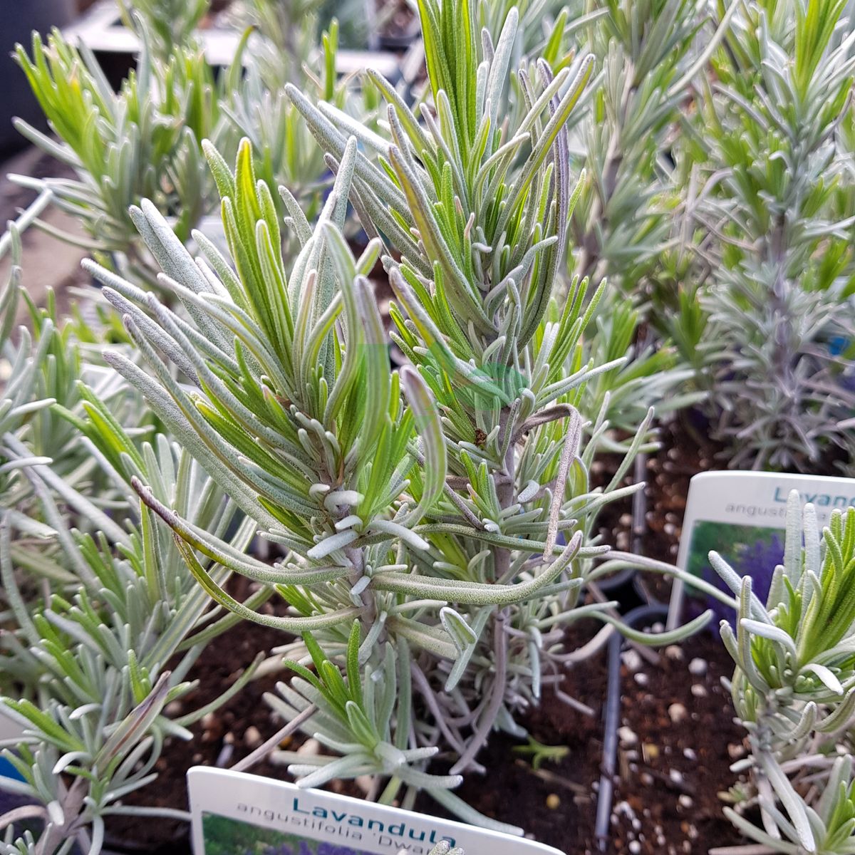Lavandula angustifolia `Dwarf Blue` (Lawenda wąskolistna)