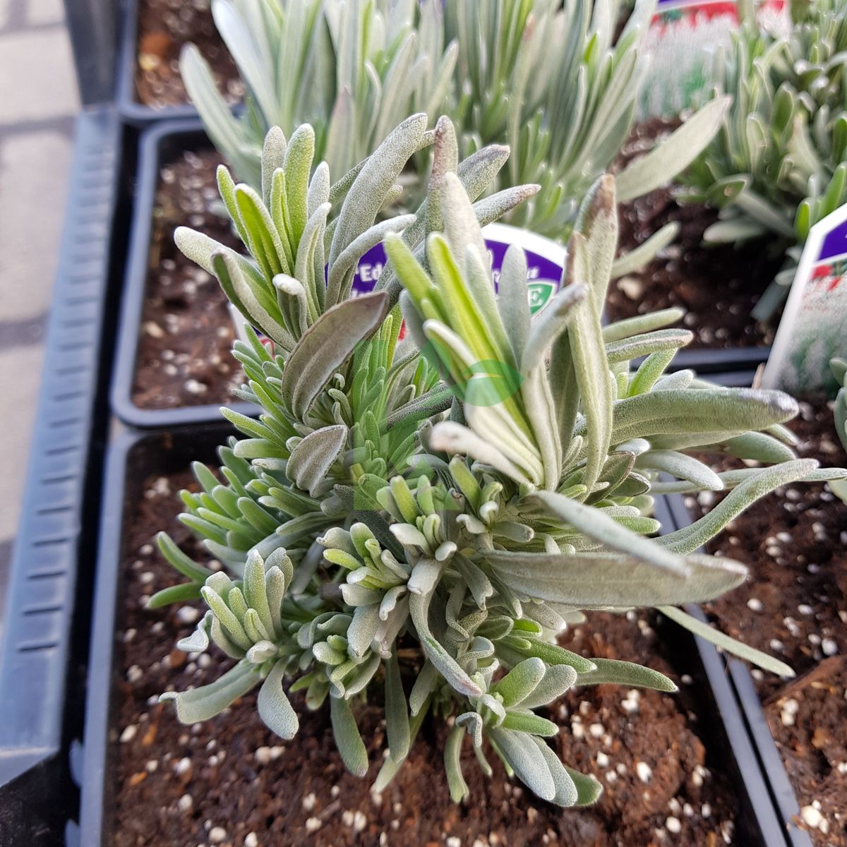 Lavandula angustifolia `Edelweiss` (Lawenda wąskolistna)