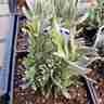 Lavandula angustifolia `Edelweiss` (Lawenda wąskolistna)