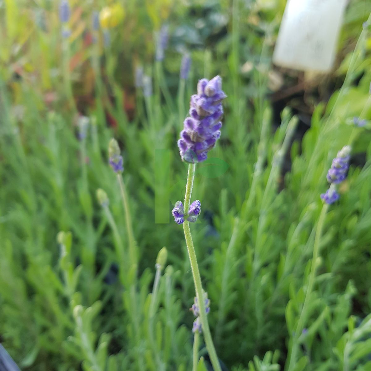 Lavandula angustifolia `Ellagance Purple` (Lawenda wąskolistna)
