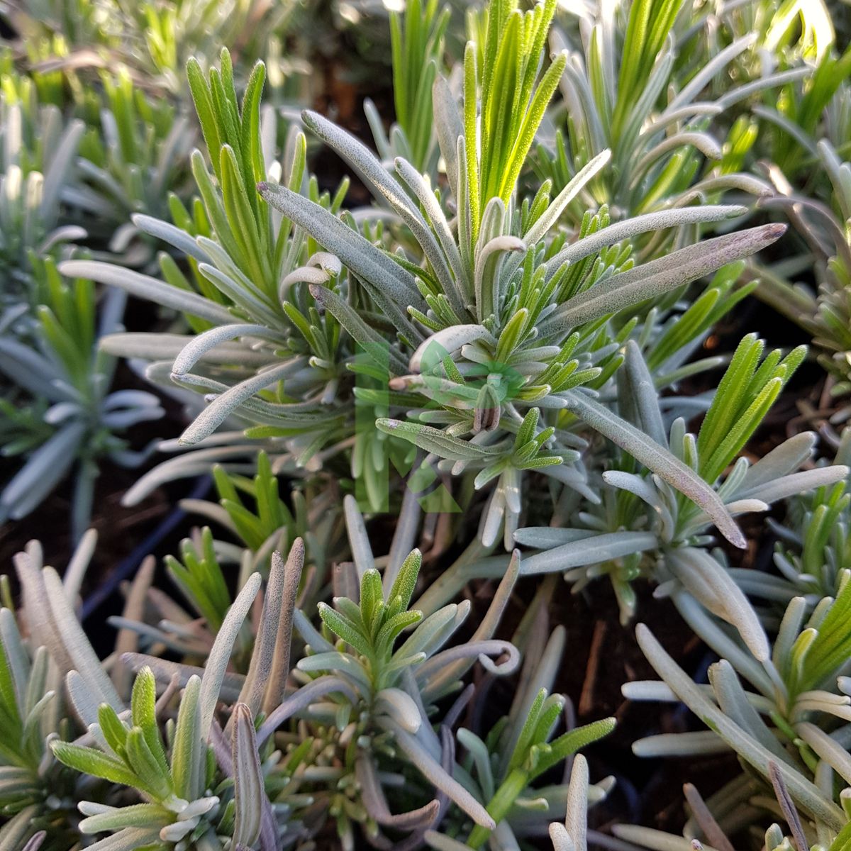 Lavandula angustifolia `Hidcote` (Lawenda wąskolistna)