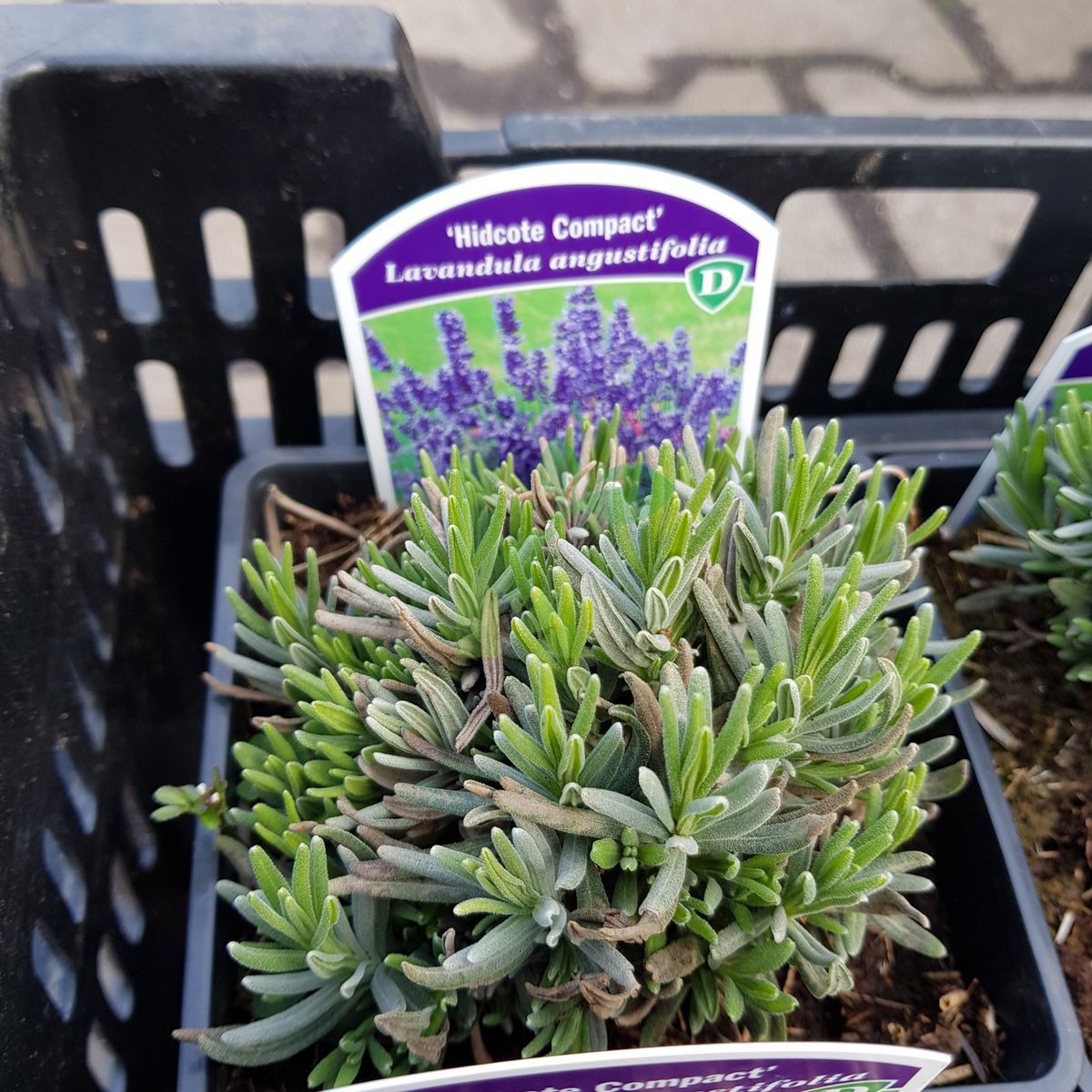 Lavandula angustifolia `Hidcote Compact` (Lawenda wąskolistna)