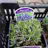 Lavandula angustifolia `Hidcote Compact` (Lawenda wąskolistna)