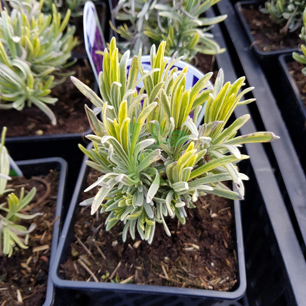 Lavandula angustifolia `PLATINUM BLONDE Momparler` (Lawenda wąskolistna)