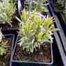 Lavandula angustifolia `PLATINUM BLONDE Momparler` (Lawenda wąskolistna)