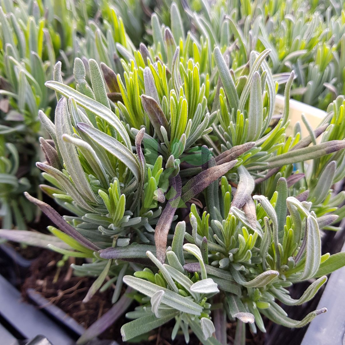 Lavandula angustifolia `Rosea` (Lawenda wąskolistna)