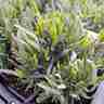 Lavandula angustifolia `Rosea` (Lawenda wąskolistna)