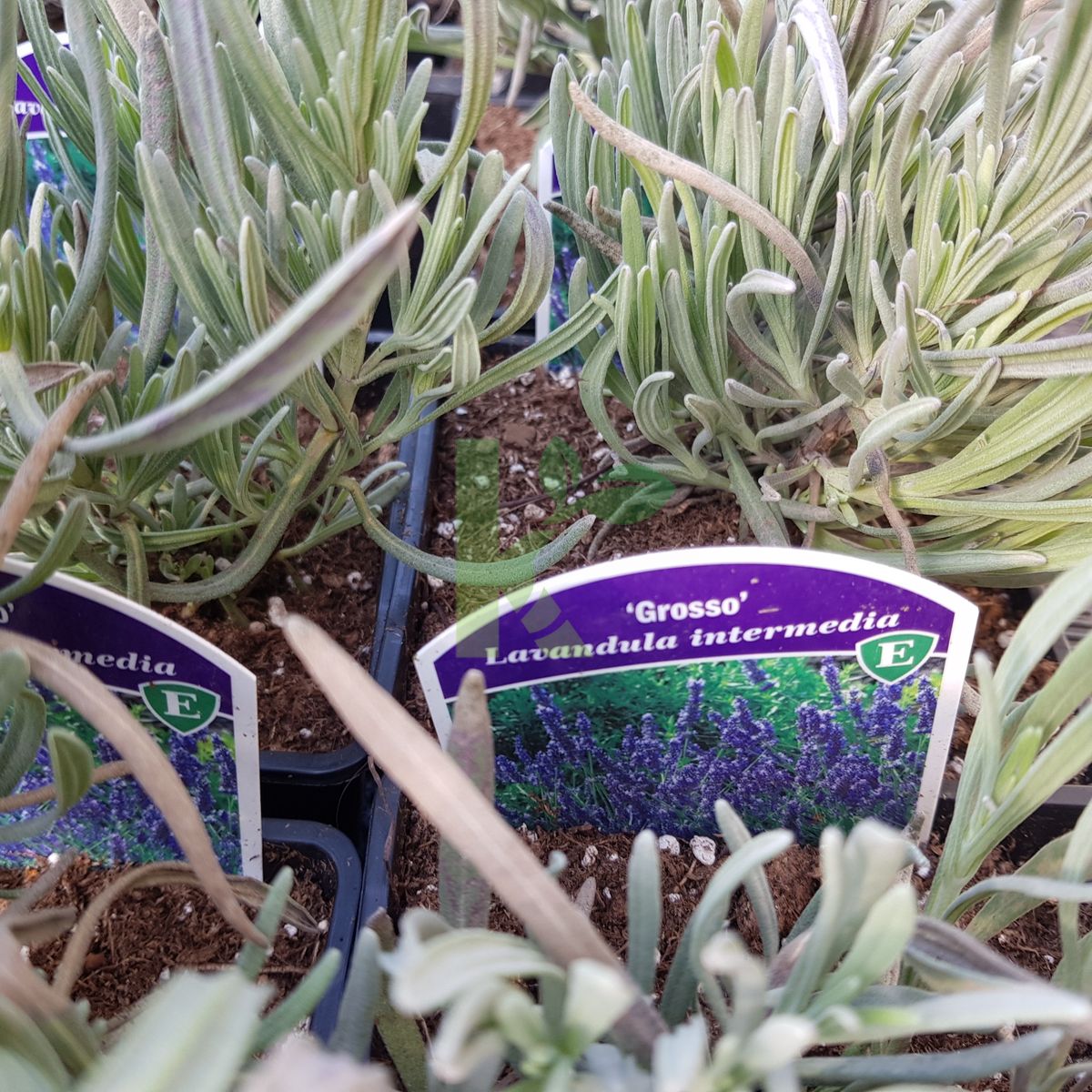 Lavandula x intermedia `Grosso` (Lawenda pośrednia)