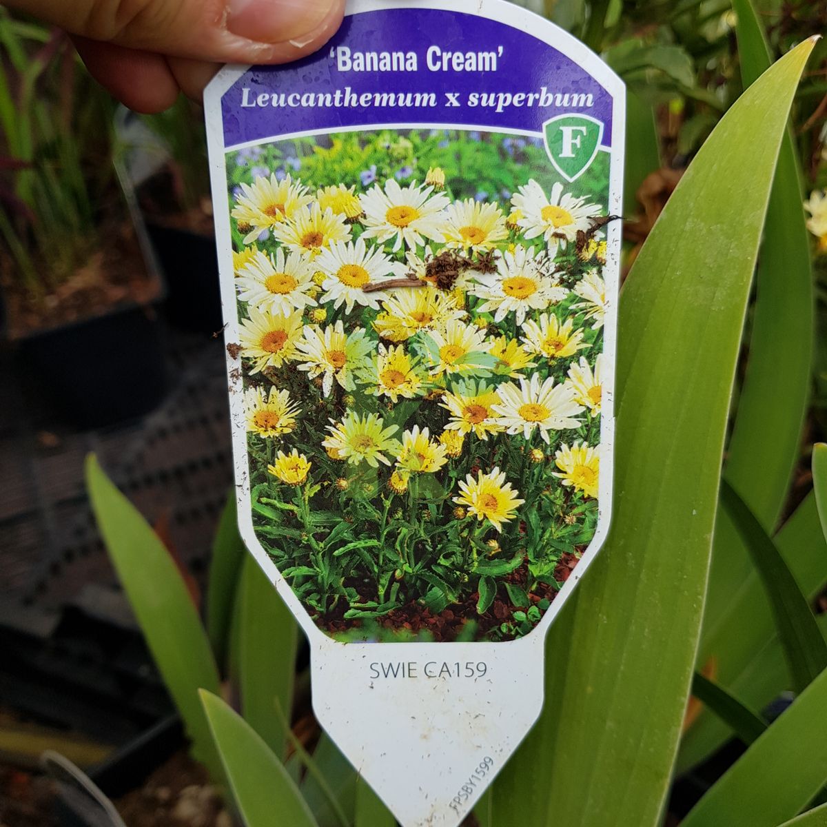 Leucanthemum superbum `Banana Cream` (Złocień wielki)