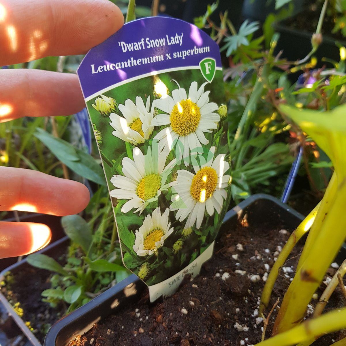 Leucanthemum superbum `Dwarf Snow Lady` (Złocień wielki)