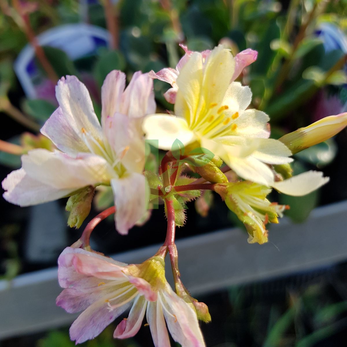 Lewisia cotyledon `Mountain Dreams` (Lewizja liścieniowa)