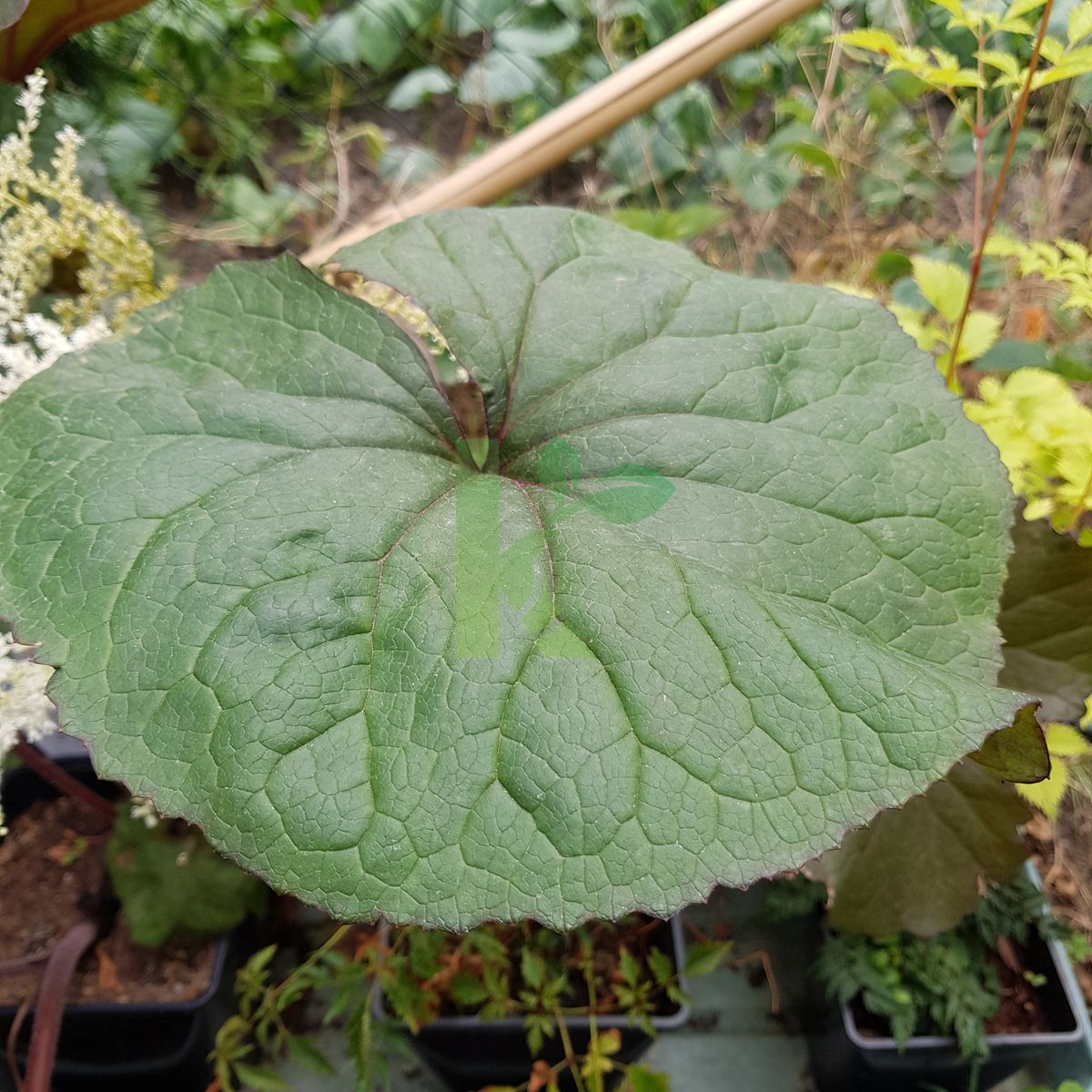 Ligularia dentata `Desdemona` (Języczka pomarańczowa)