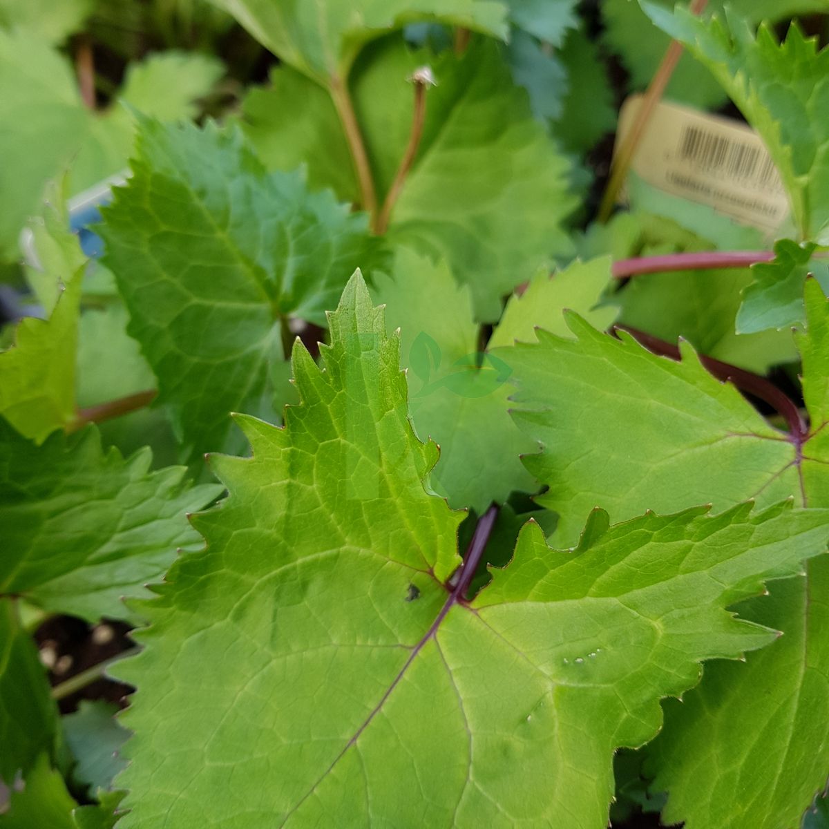 Ligularia stenocephala (Języczka wąskogłówkowa)