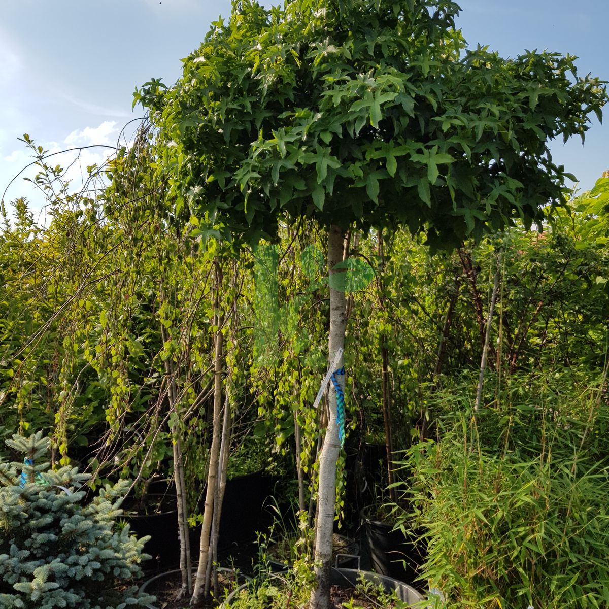 Liquidambar styraciflua `Gum Ball` (Ambrowiec amerykański)