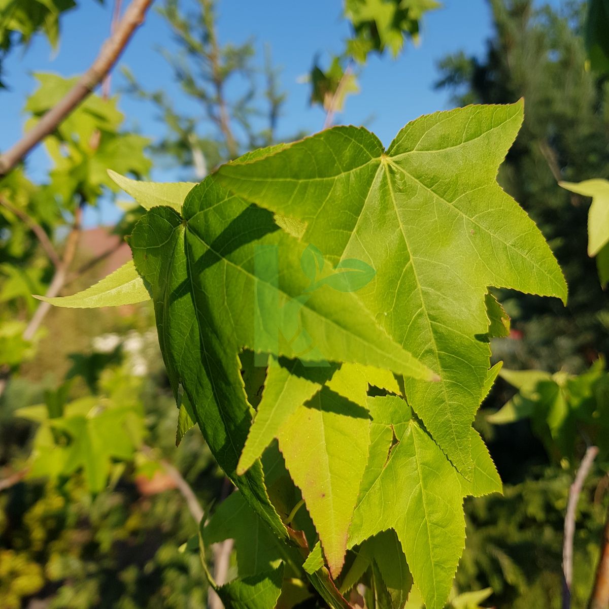 Liquidambar styraciflua `Lane Roberts` (Ambrowiec amerykański)