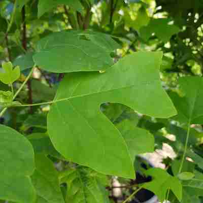 Liriodendron tulipifera (Tulipanowiec amerykański)