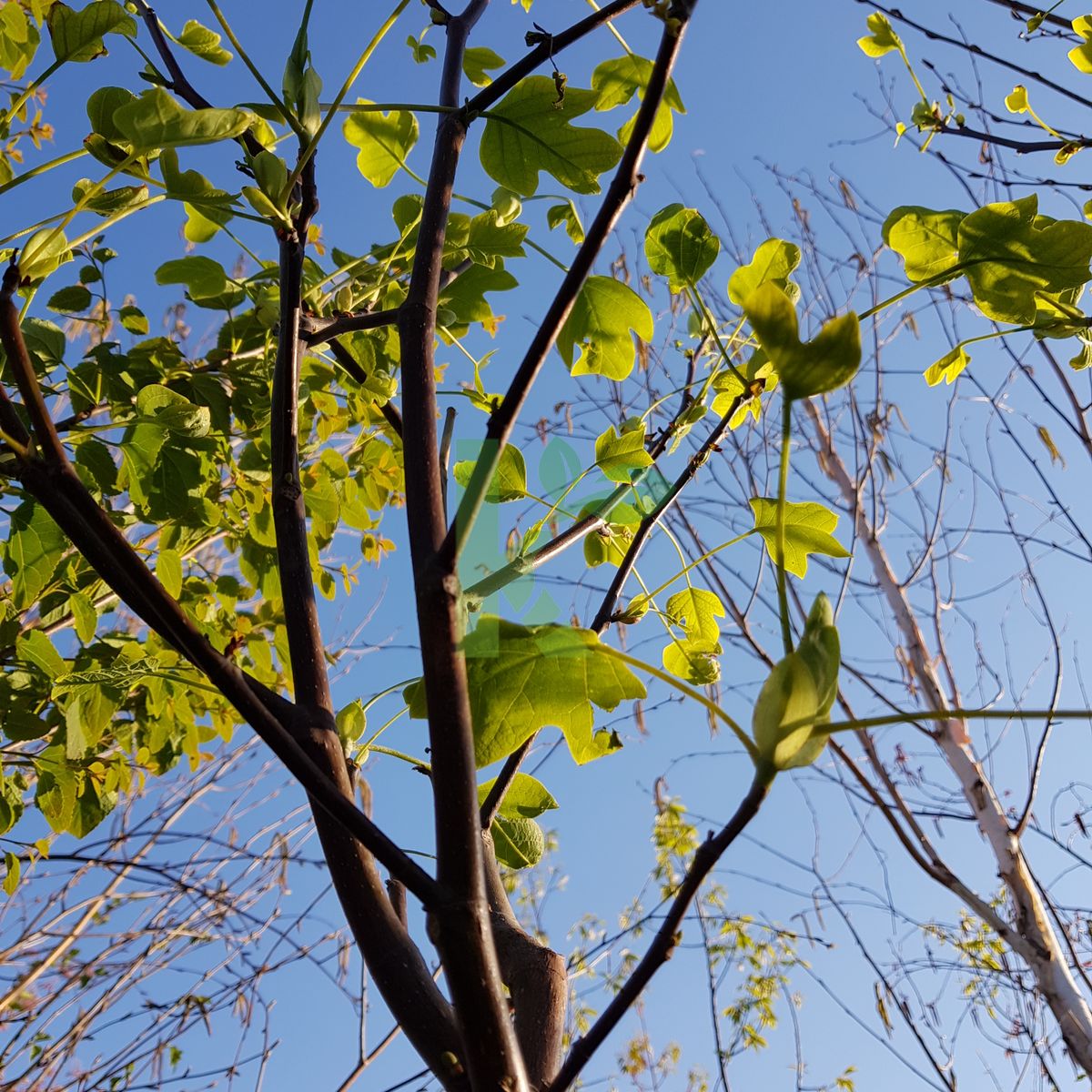 Liriodendron tulipifera `Edward Gursztyn` (Tulipanowiec amerykański)