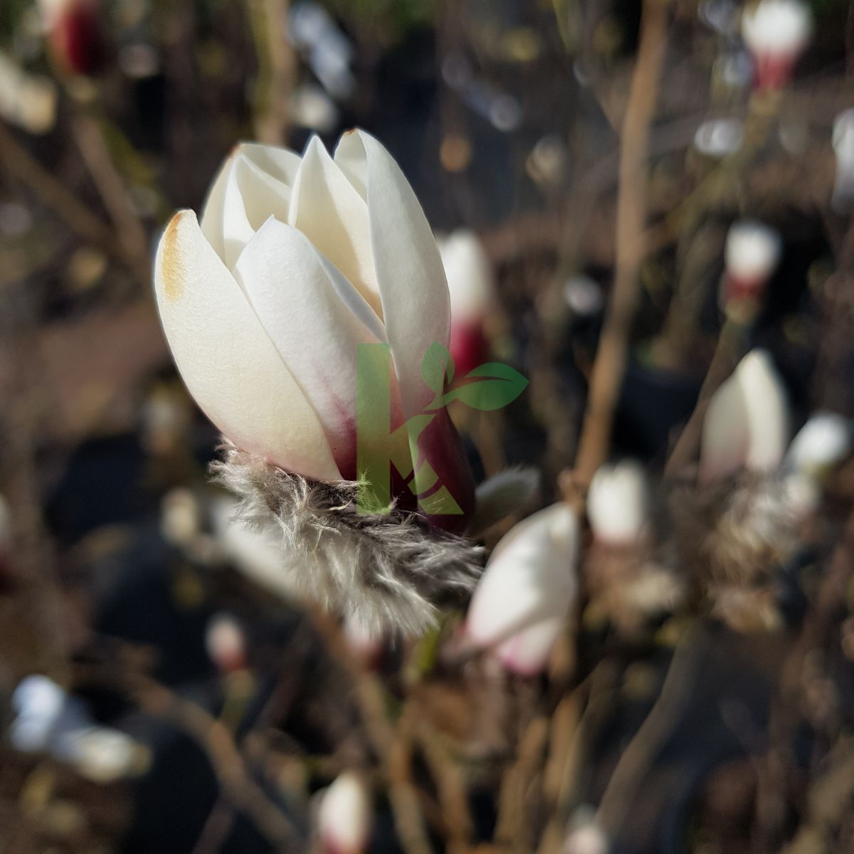 Magnolia `Crystal Tulip` (Magnolia)