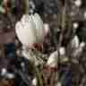 Magnolia `Crystal Tulip` (Magnolia)