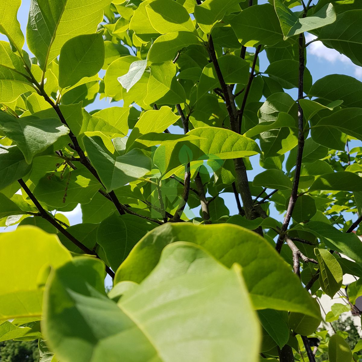 Magnolia `Galaxy` (Magnolia)