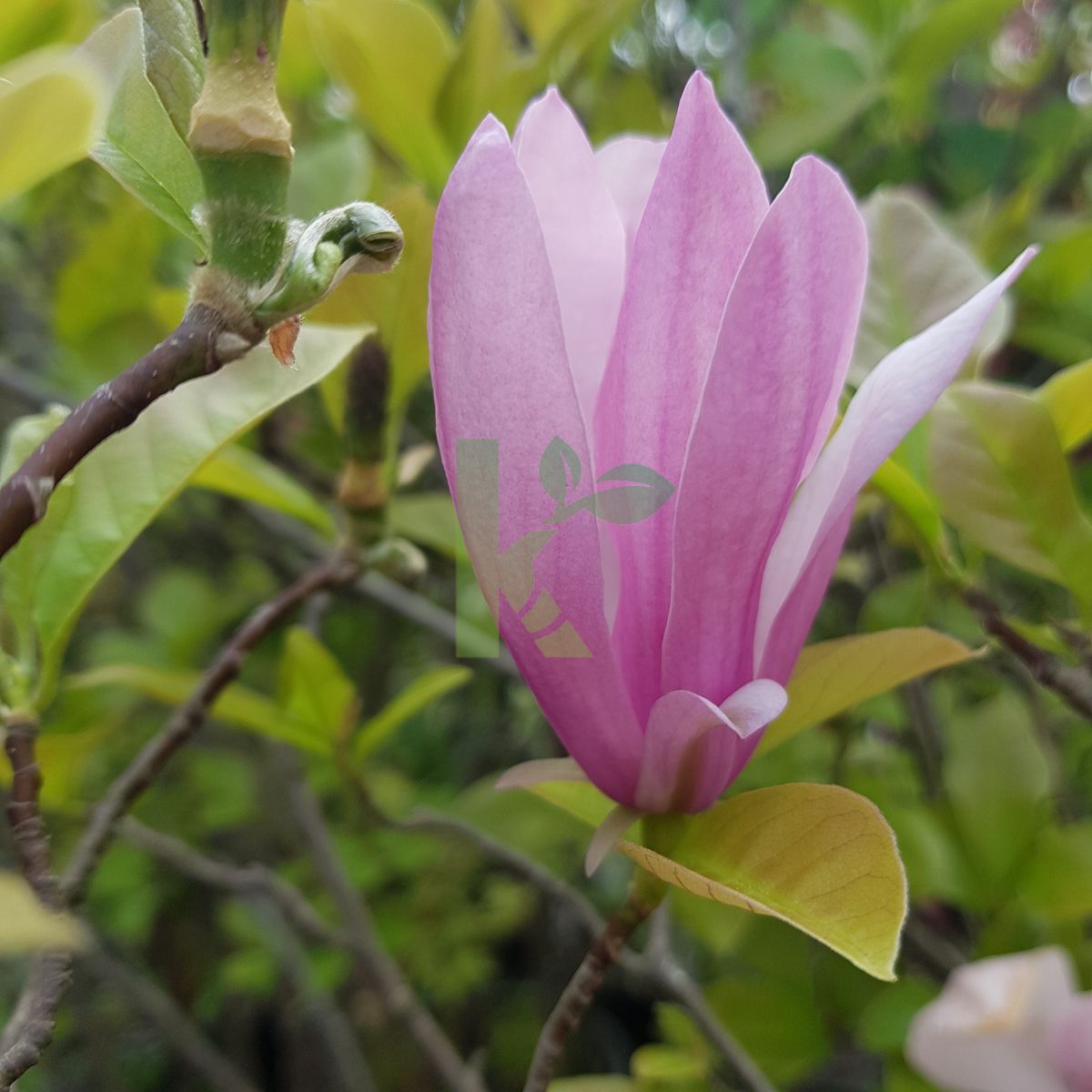 Magnolia `George Henry Kern` (Magnolia)