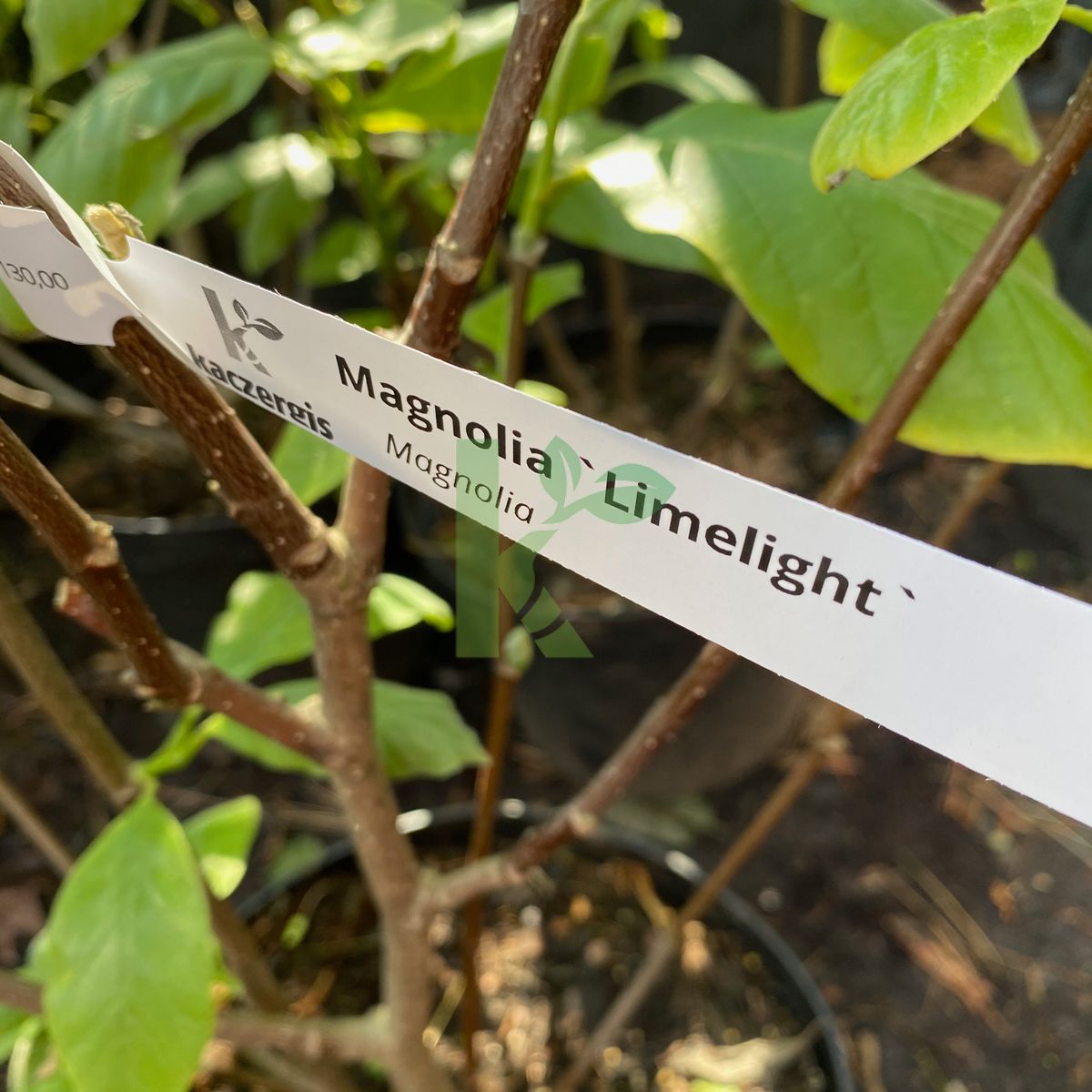 Magnolia `Limelight` (Magnolia)