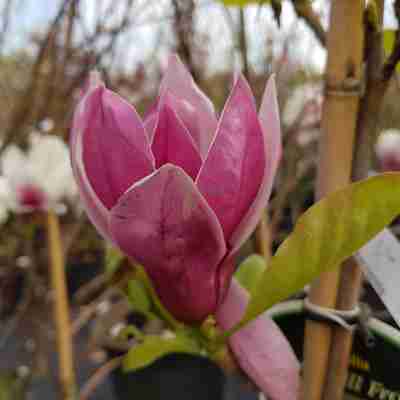 Magnolia `March Till Frost` (Magnolia)